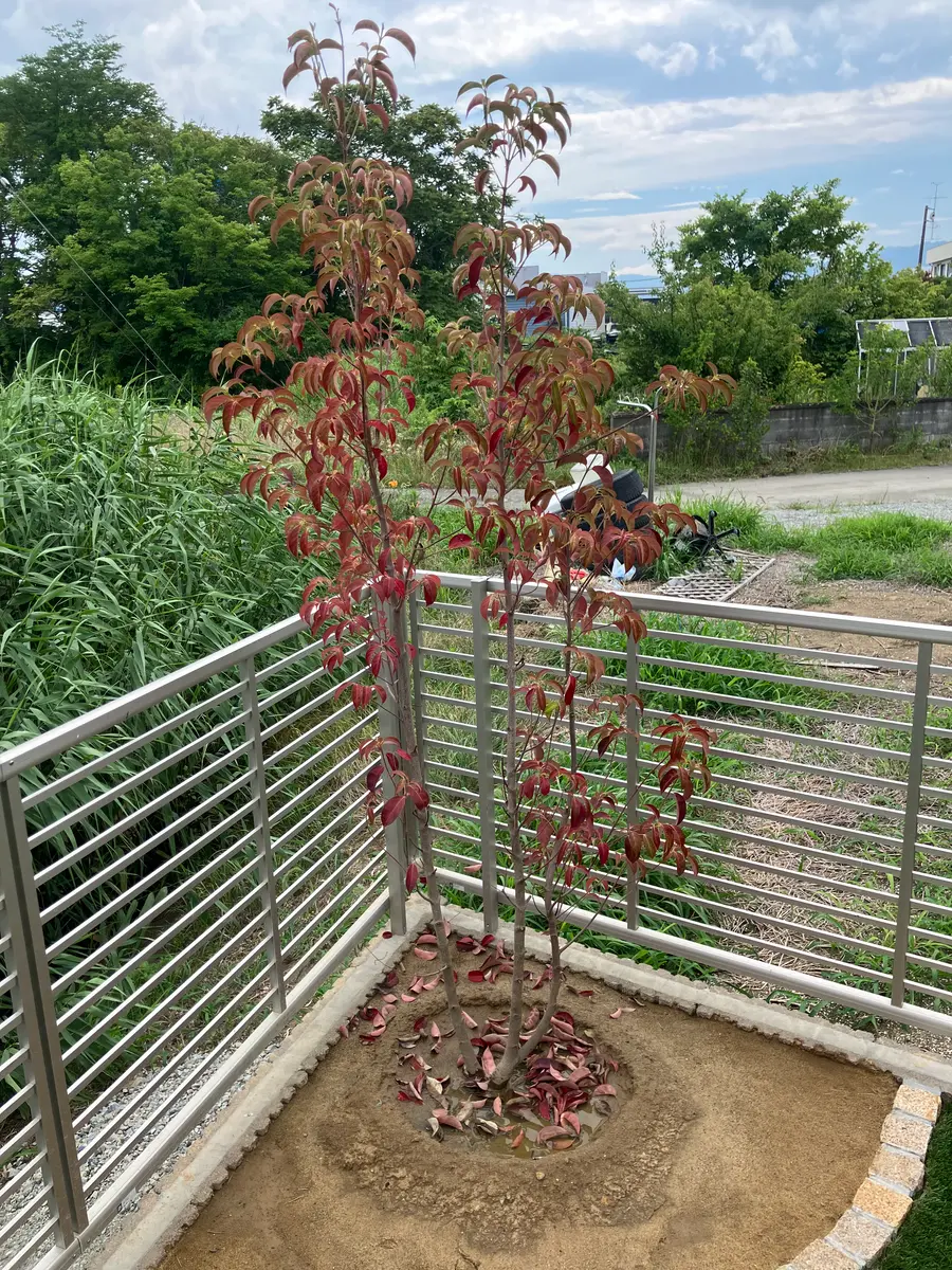 7/13に庭に常緑ヤマボウシを植えてもらいました。1週間ほどで