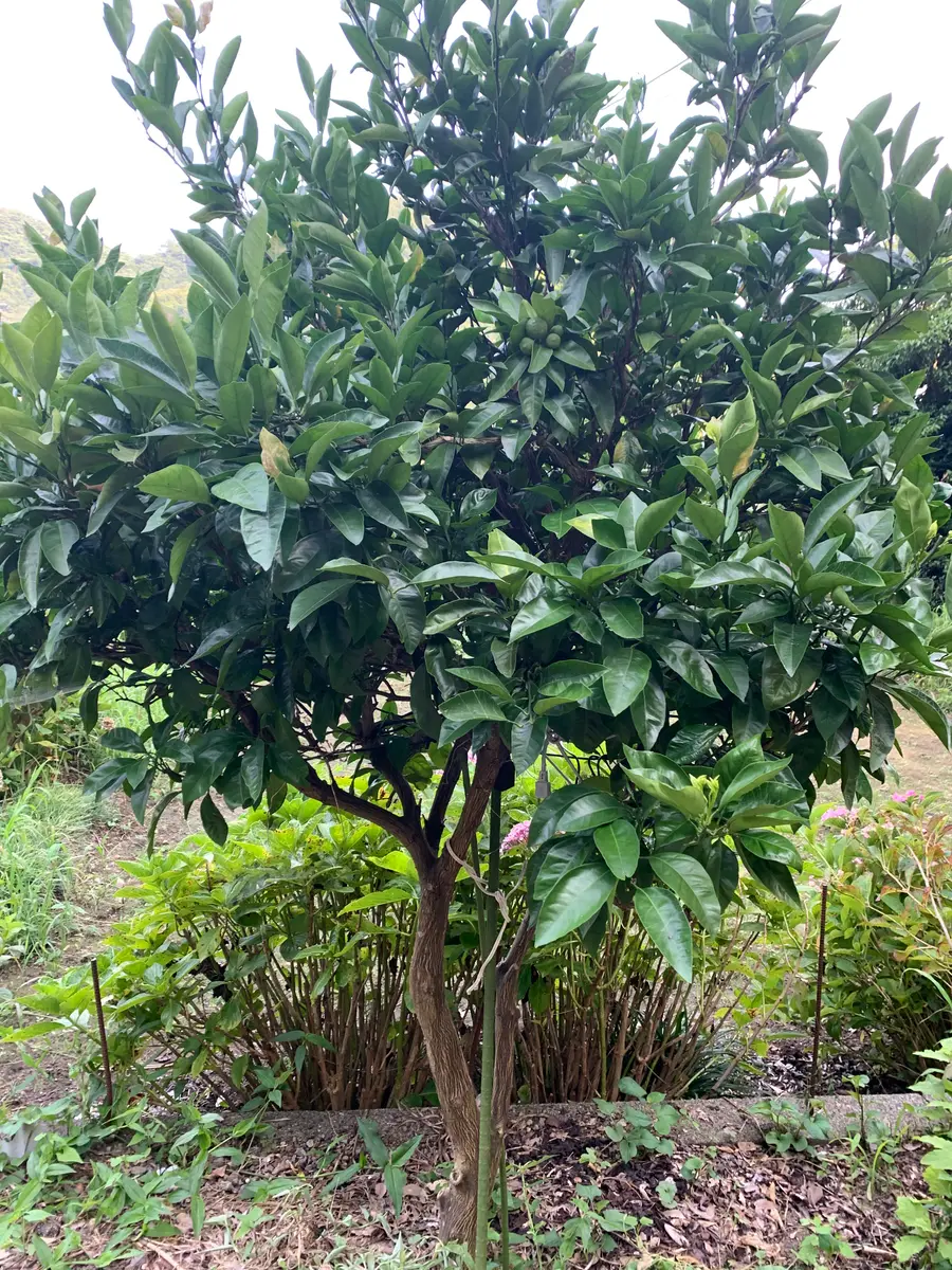 豆猫さま専用 種無しすだち 本ゆず 豆猫さま専用 種無しすだち 本ゆず 柑橘系の木だと思い