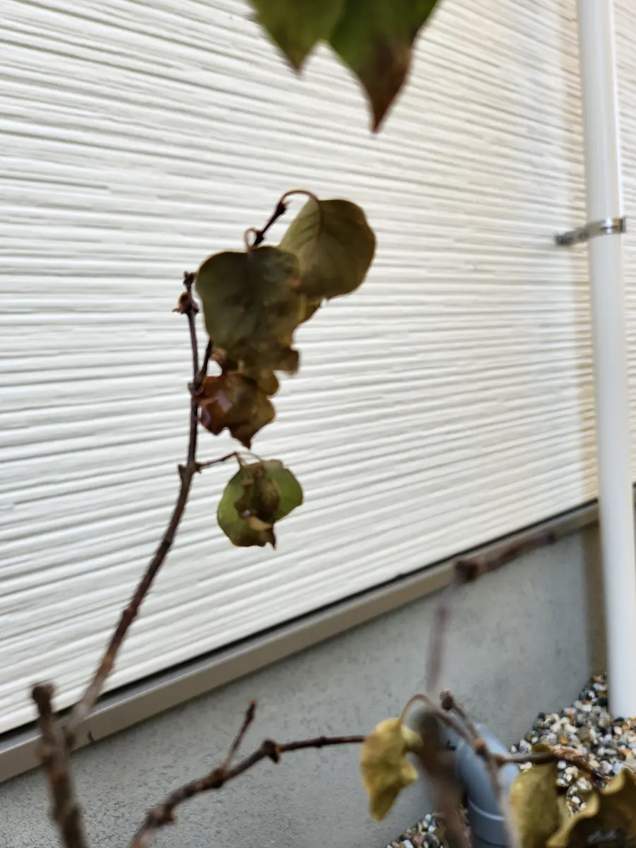 鉢植えのライラックが花も咲かずに枯れ枯れです(涙)4月に苗木