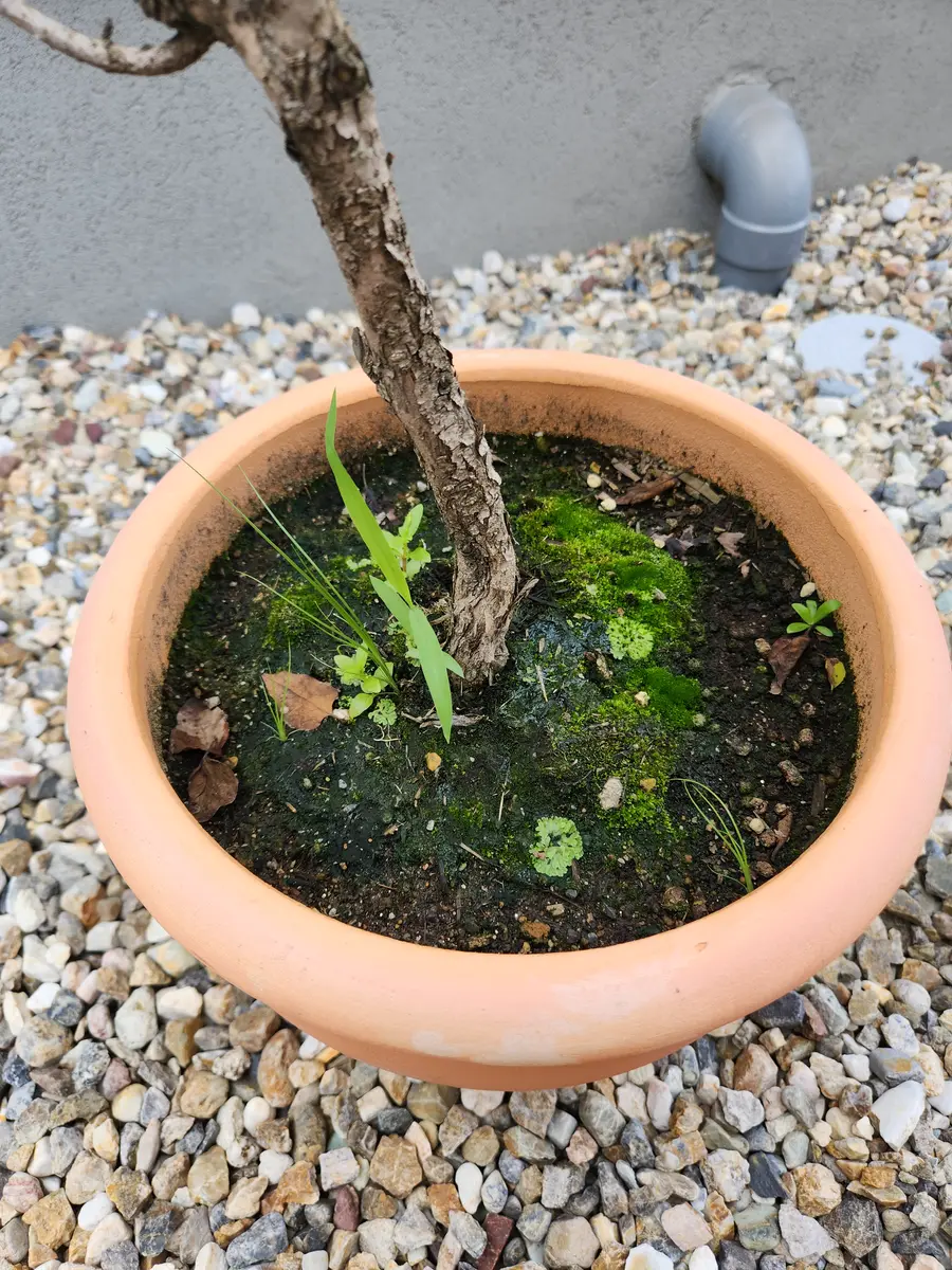 姫ライラック ペンダを庭の中心に植える！｜そだレポ（栽培