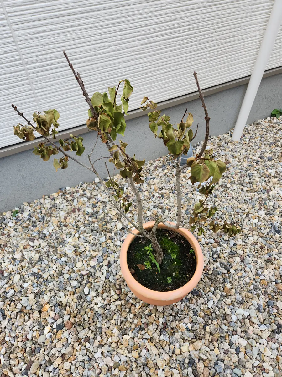 鉢植えのライラックが花も咲かずに枯れ枯れです(涙)4月に苗木｜園芸