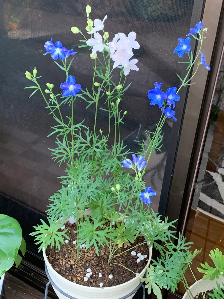 いつも楽しく拝見しています。今回は、デルフィニウムの花色｜園芸