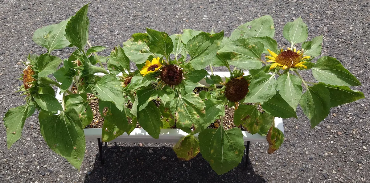 長野県松本市に在住しています5月20頃にプランターで植えまし