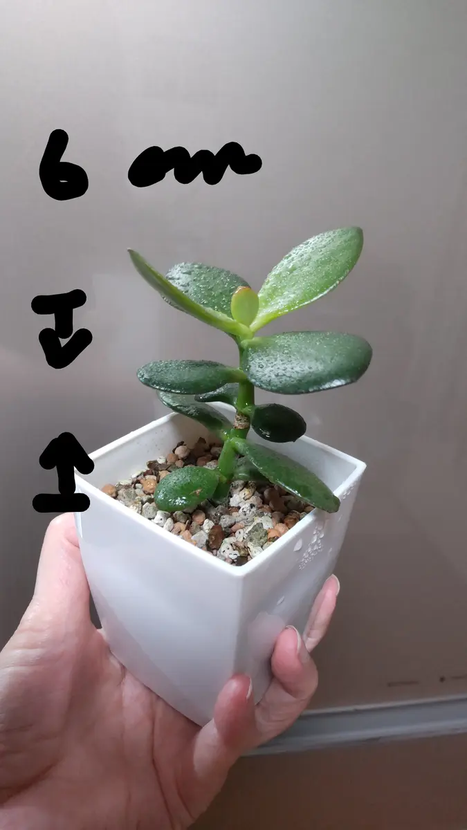 よろしくお願いします体長約6cmの金の成る木なのですが脇芽が...｜園芸 