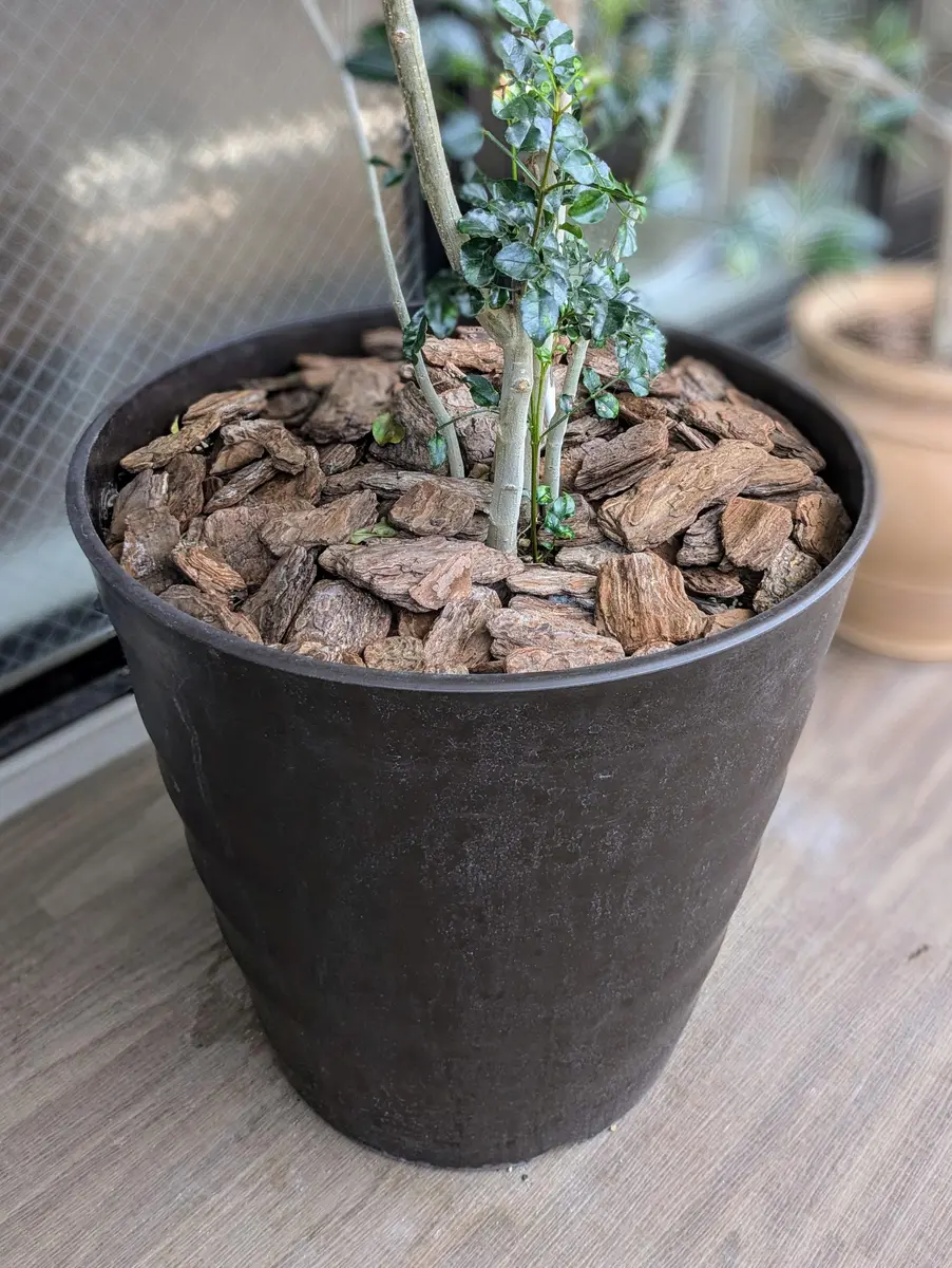 シマトネリコ 2m越え