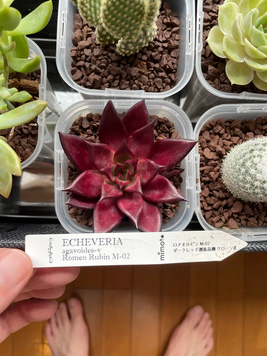 多肉植物初心者です。2週間前に買ったロメオルビンを室内の窓｜園芸