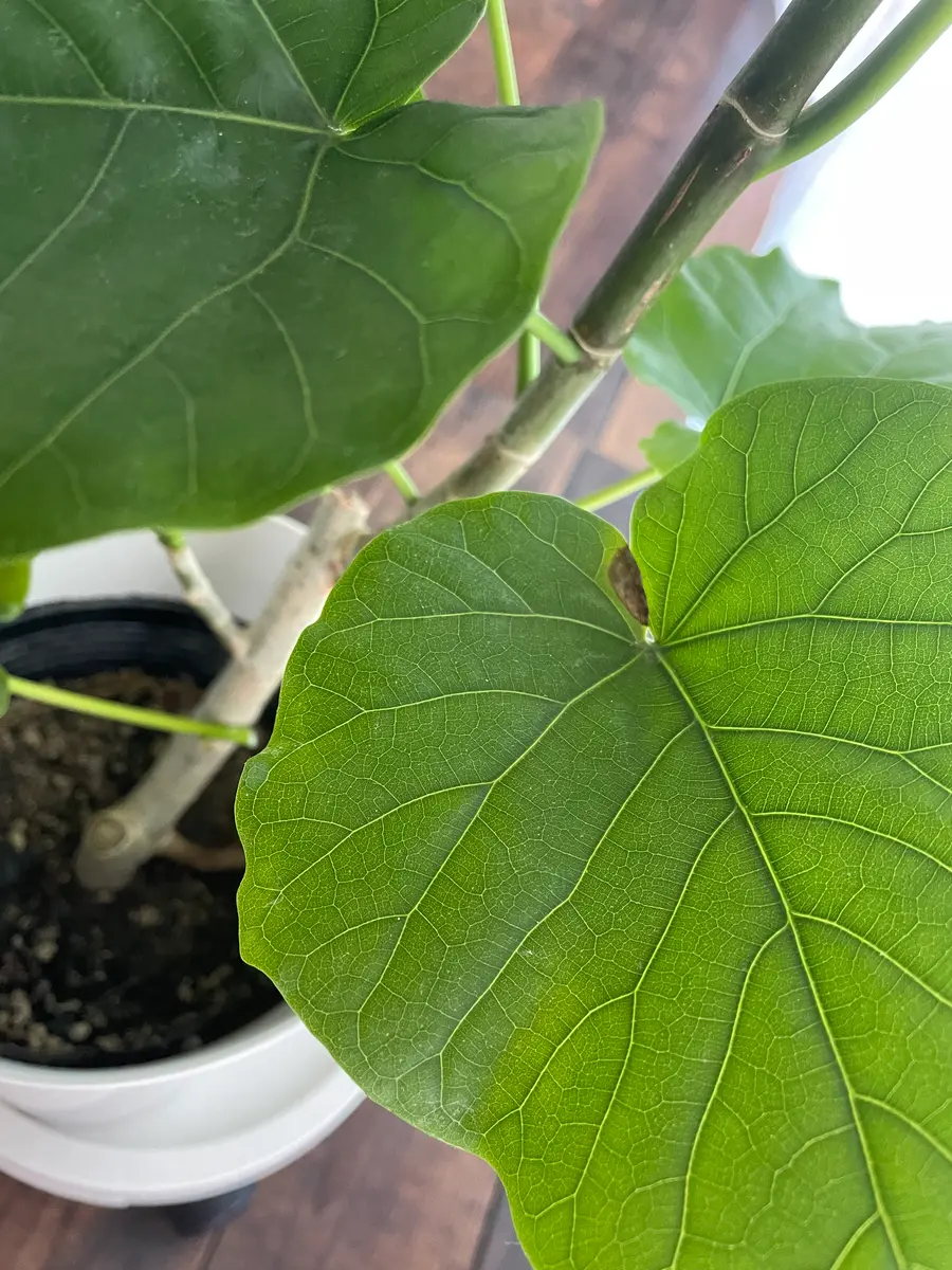 購入して2ヶ月ほどのウンベラータですが、最近になって下の方の