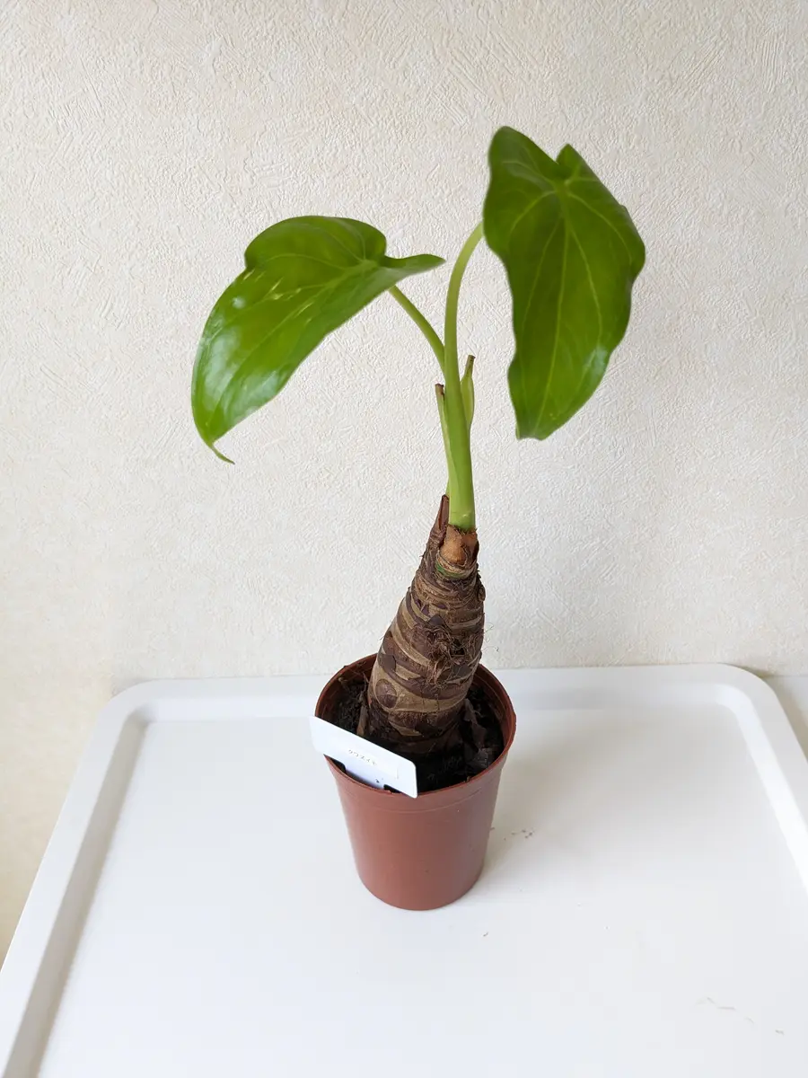 シマクワズイモ