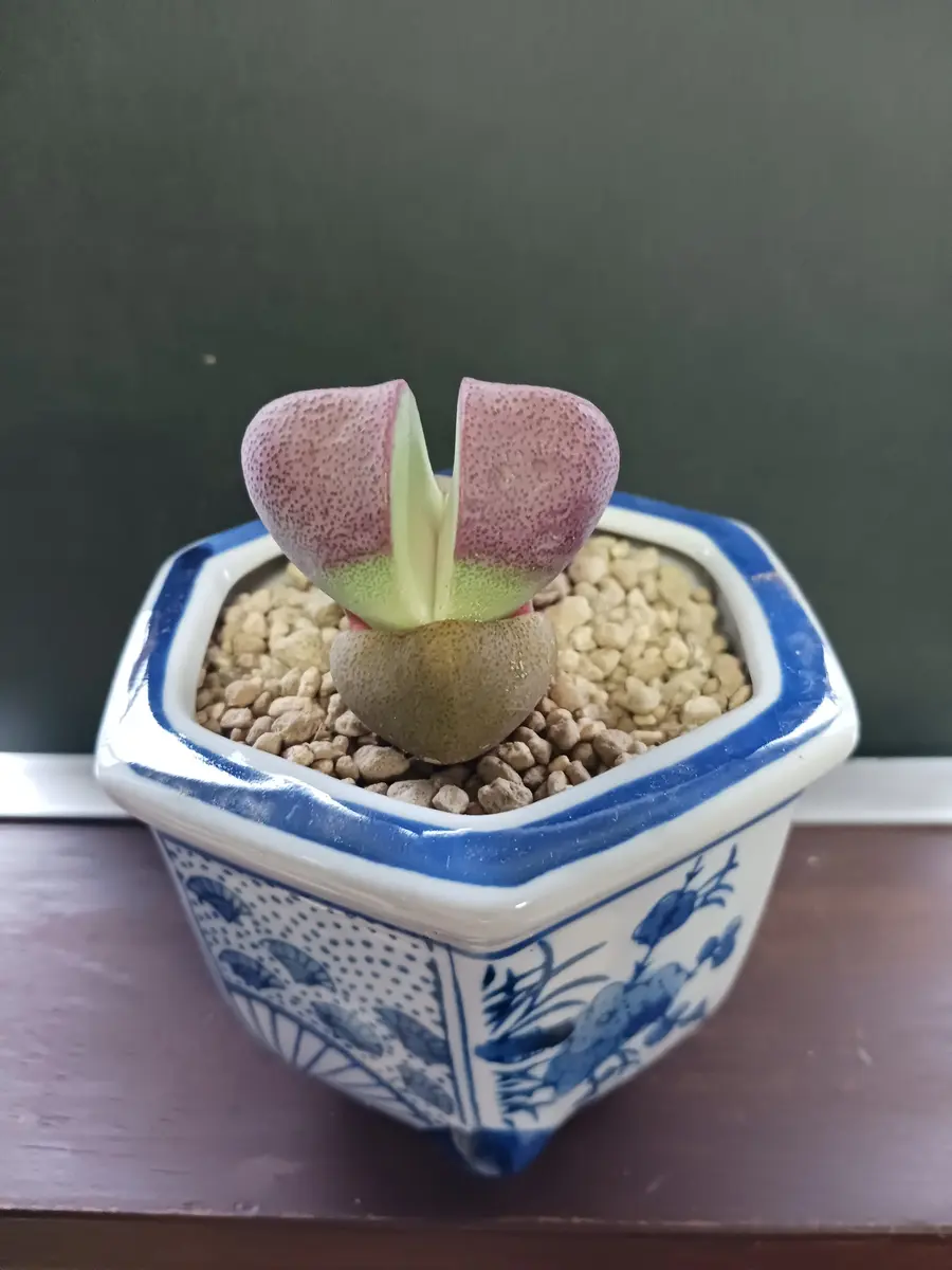 素人なのに 奮発して通販で購入しました。「紫帝玉」です。購｜園芸