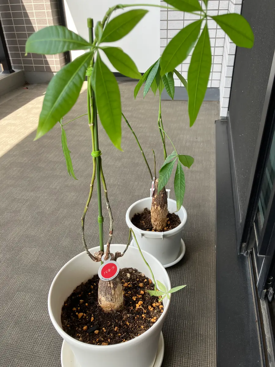 パキラの元気がありません。対処法をご教示いただけないでしょ 