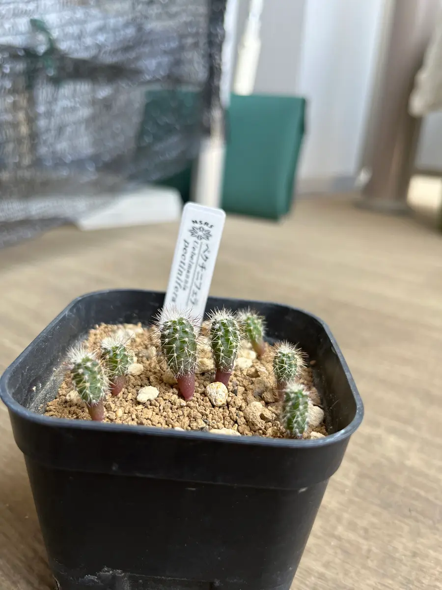 サボテン・ペクチニフェラの状態について実生でペクチニフェラ