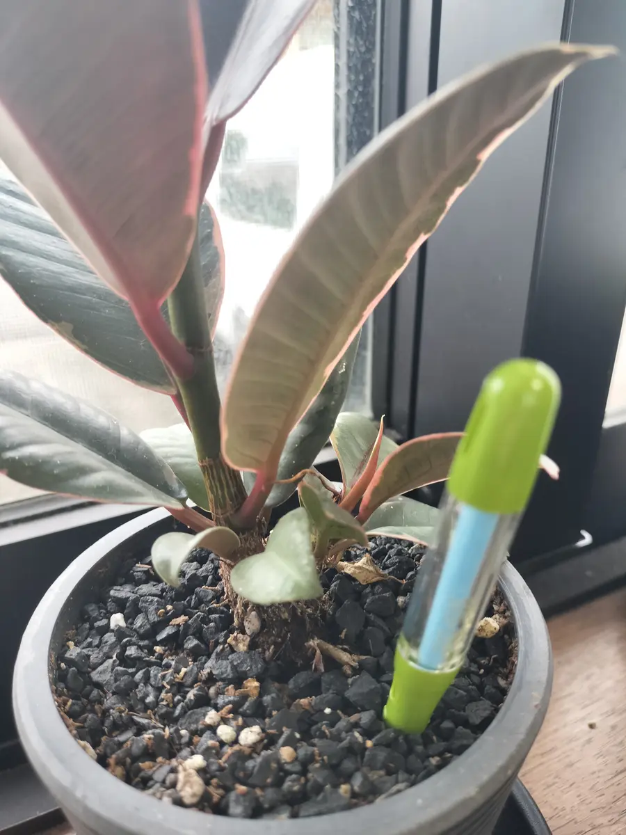 園芸初心者です。先月園芸店でフィカスを購入したのですが、元