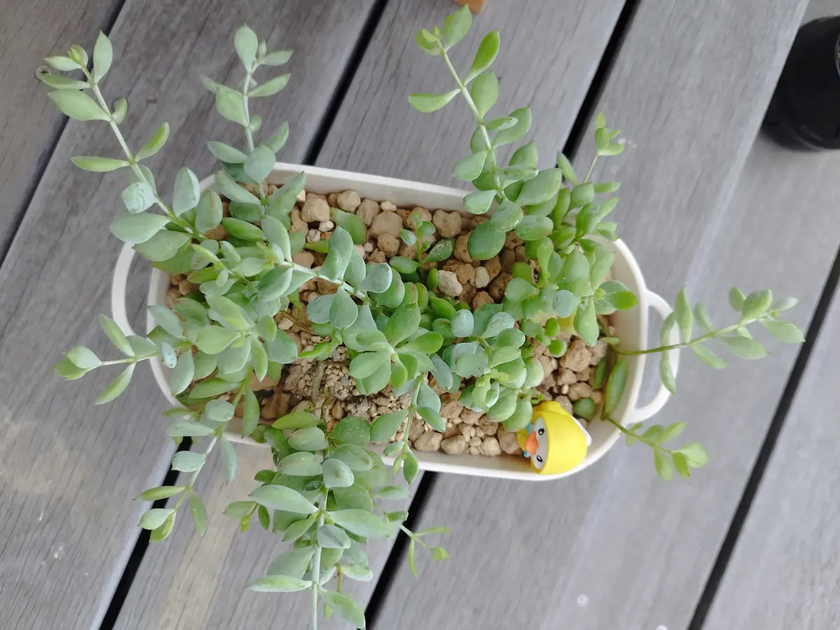 花屋さんで買えた多肉植物、お名前がわからなくて。。。たまた