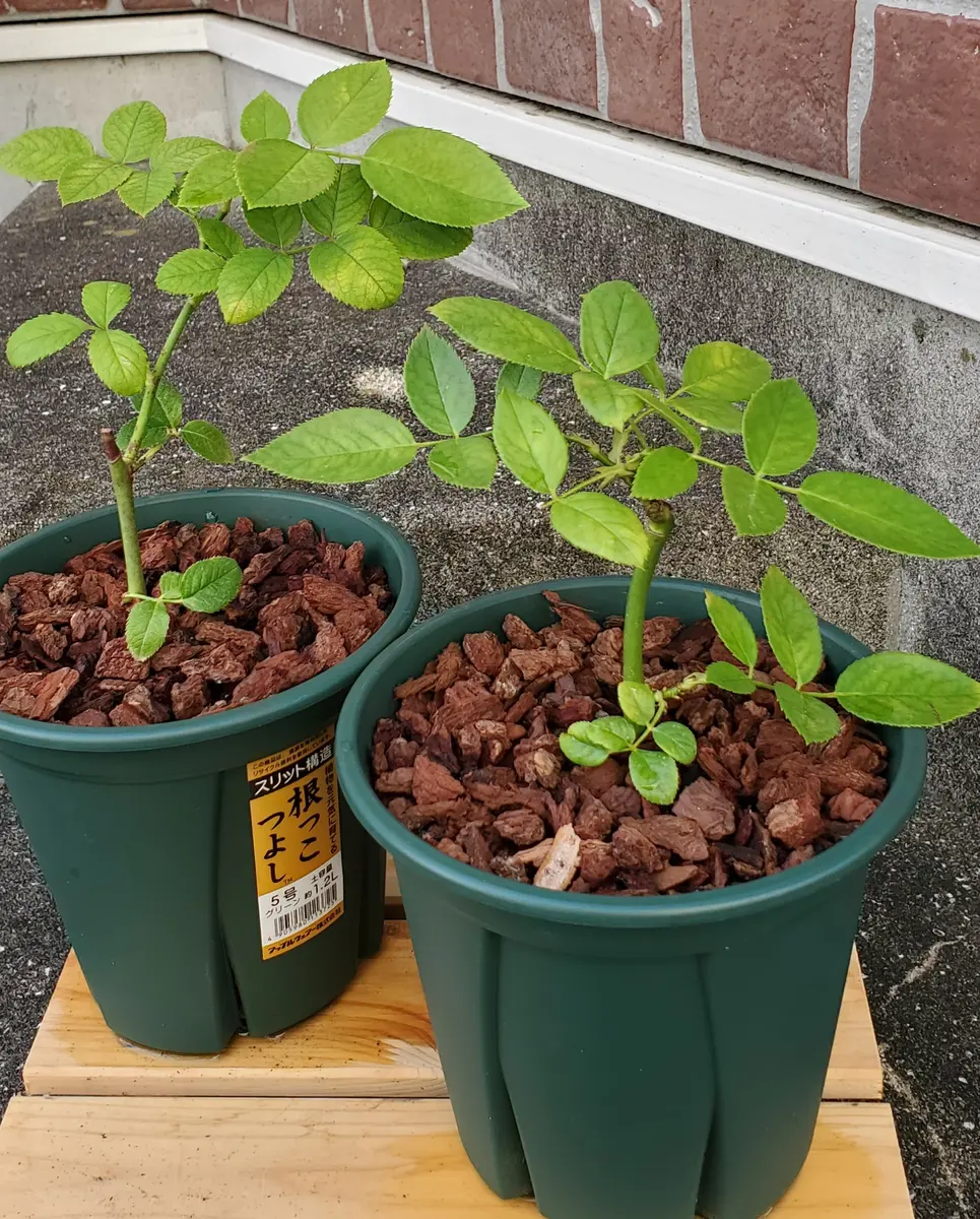 バラ初心者です。4月に挿し木して5月末に発根、鉢上げしたバラ2