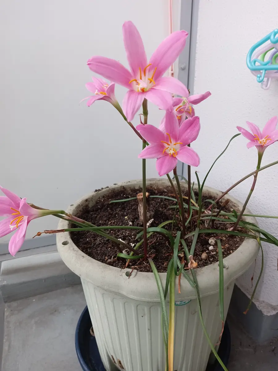 何年か前に植えた球根で毎年花が1〜2輪しか咲きませんでしたが