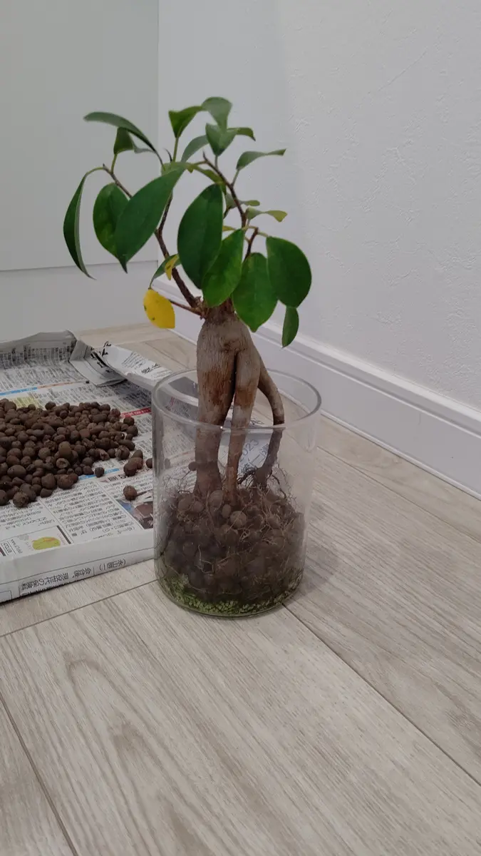 横綱白鵬 浴衣 反物 非売品