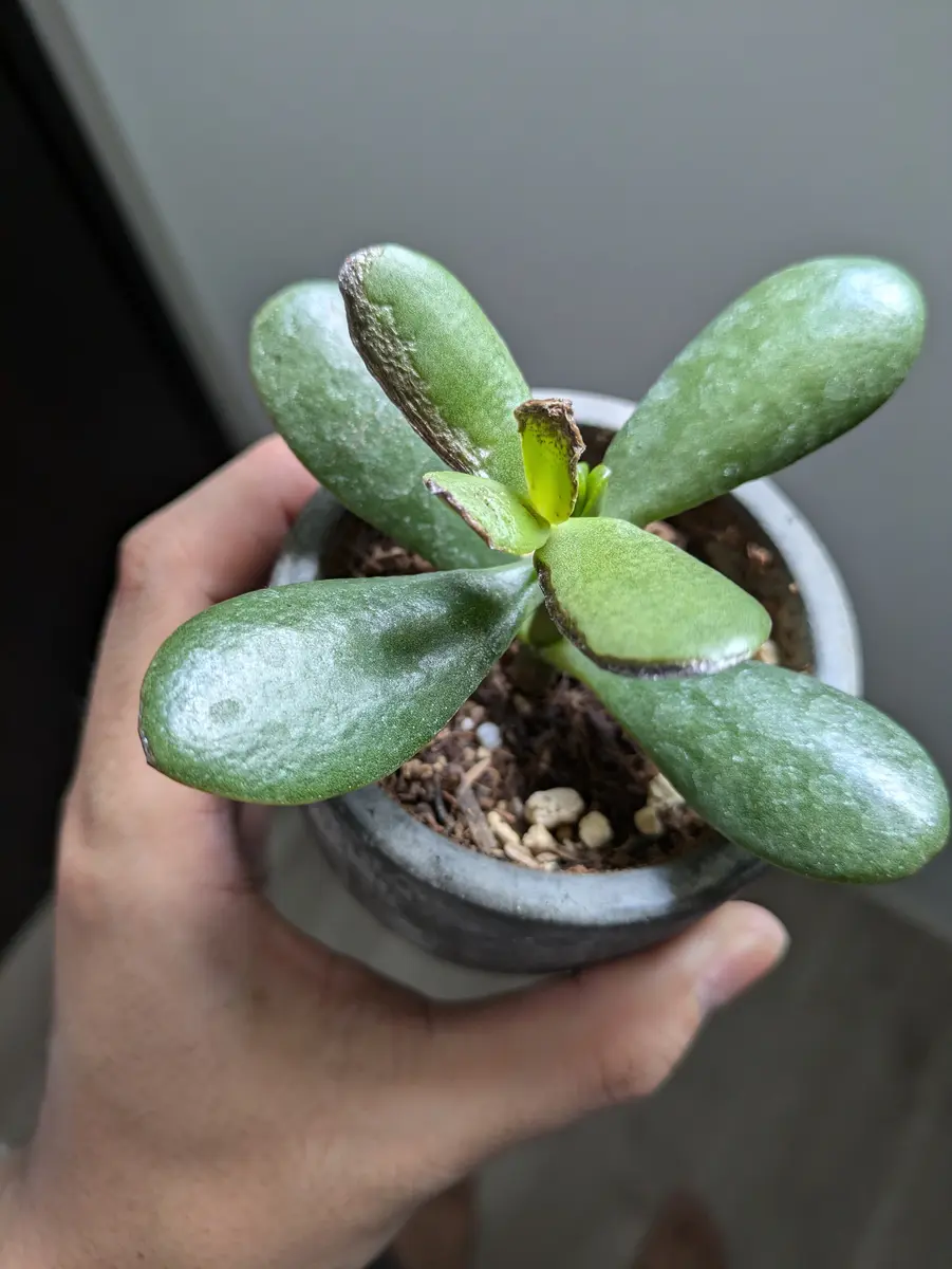 29.【現品　微根】バンクェット　茎曲がり・葉焼け・傷有り　大きい‼️ レア 金のなる木（花月）ですが葉が焼けたような感じになってます｜園芸