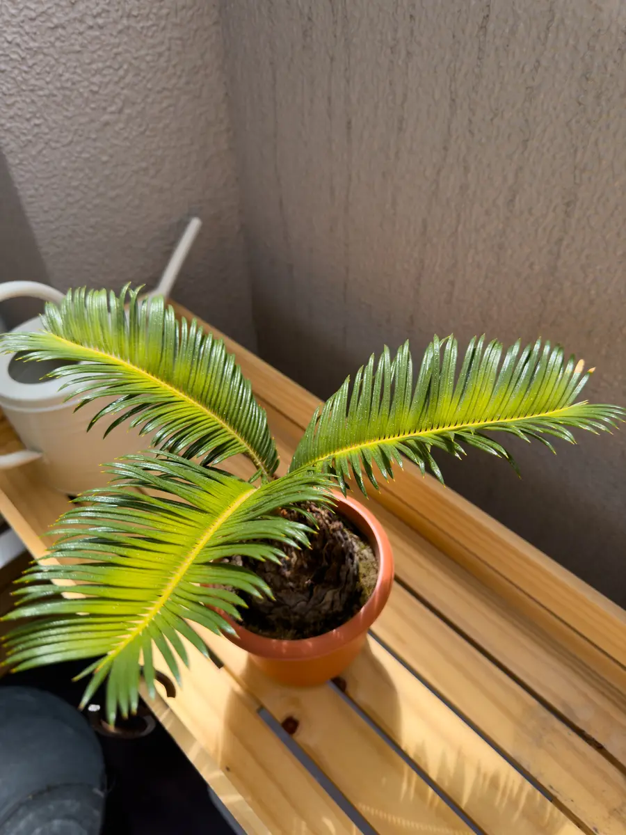 ソテツの葉の付け根部分が黄色っぽく変色して来ました。1ヶ月前