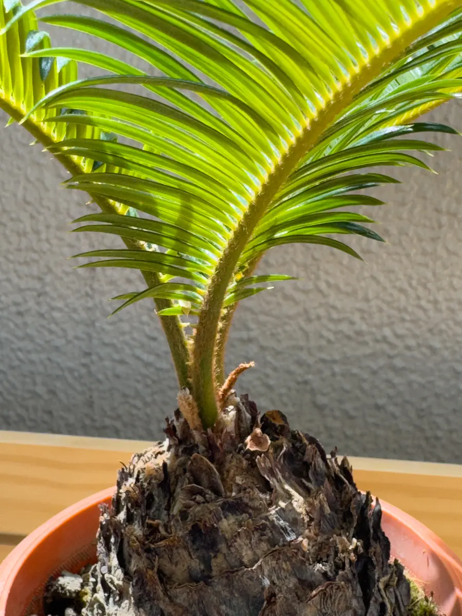 ソテツの葉の付け根部分が黄色っぽく変色して来ました。1ヶ月前