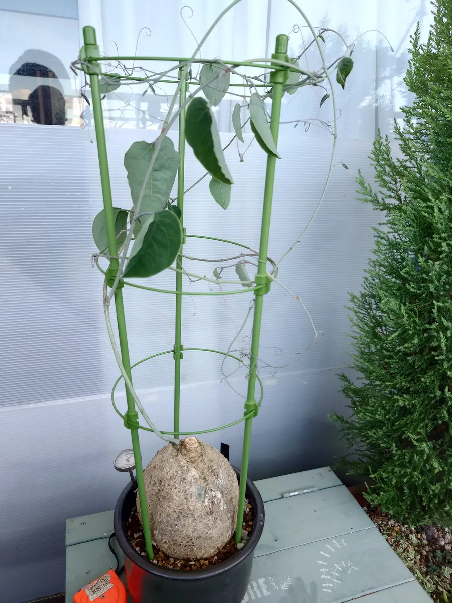 【開店記念セール！】 この植物は何でしょうか?去年 アデニアペリエリとして購入し その他観葉植物