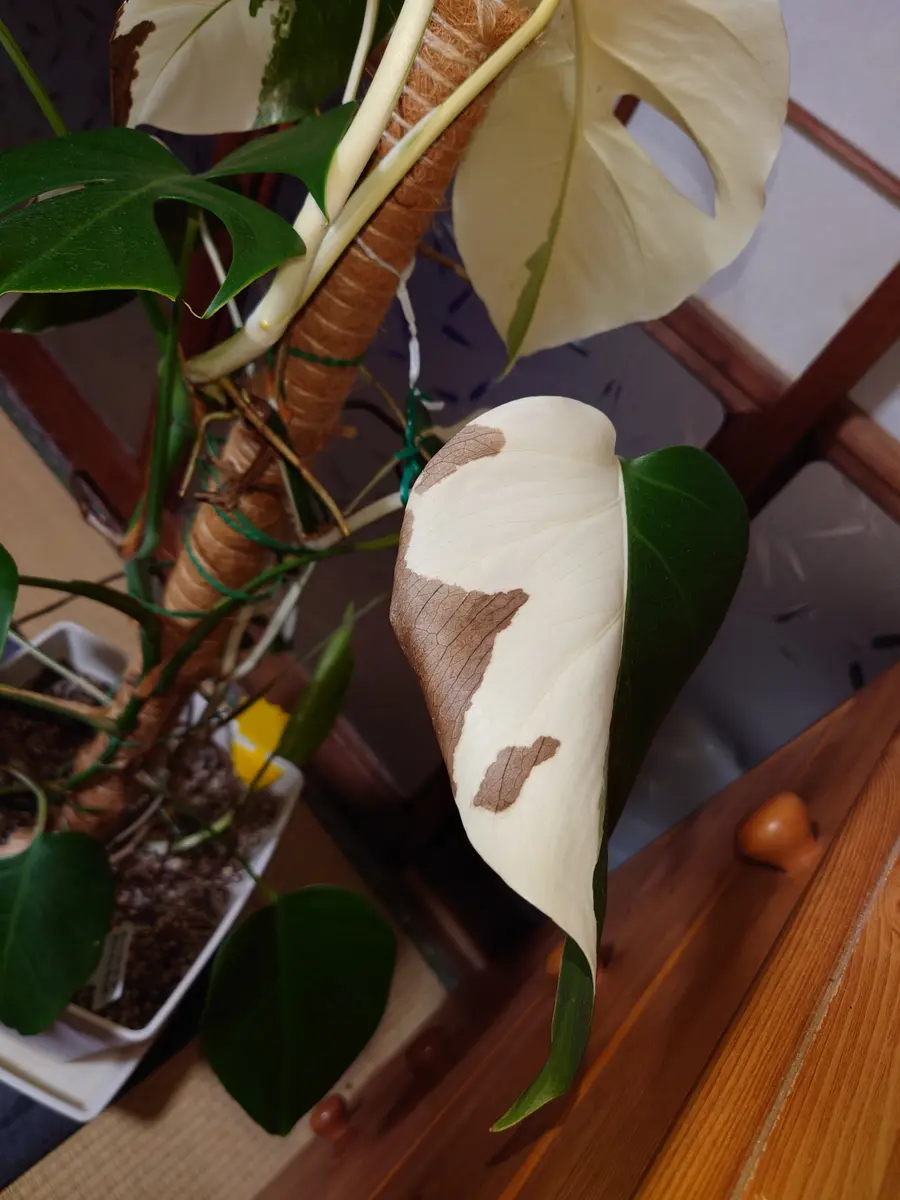 茶色くなったモンステラハーフムーンで質問したものです多くの