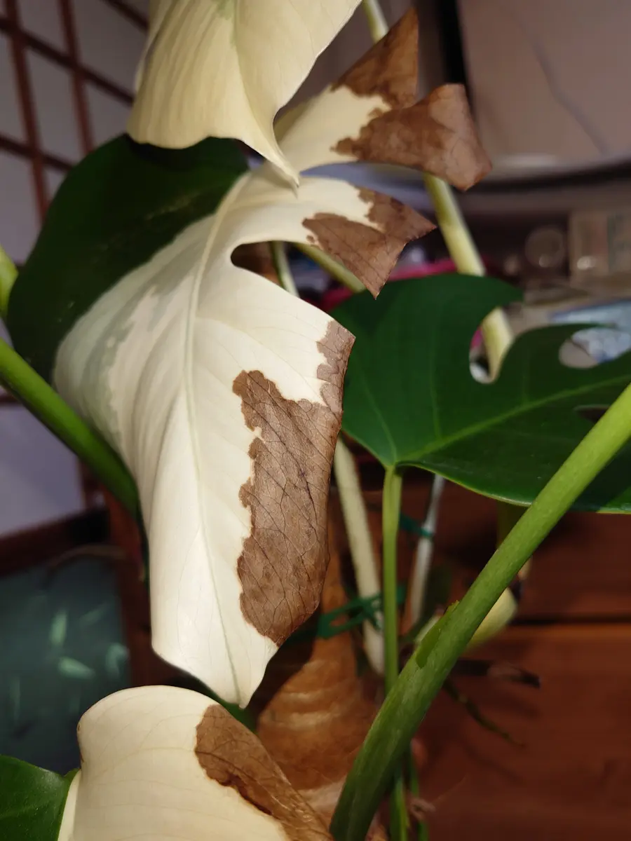 茶色くなったモンステラハーフムーンで質問したものです多くの 