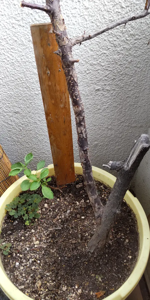 以前杏の木の葉が枯れたので質問したものです。10年以上の木で 