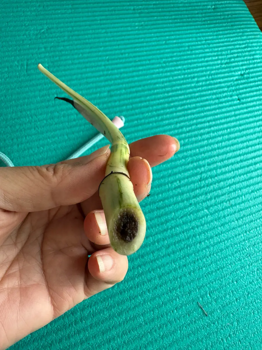 斑入りモンステラの茎をメルカリで購入根っこはついてたました