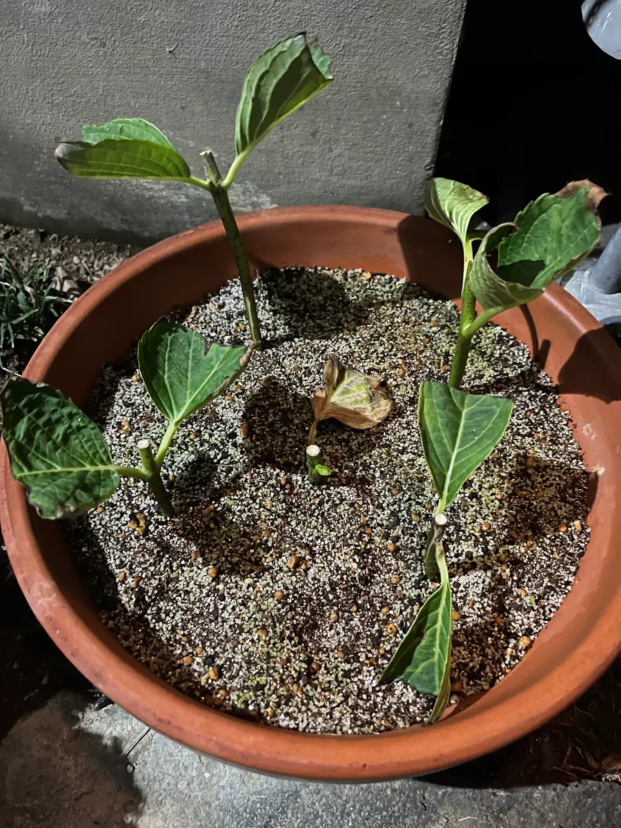 アジサイの挿し木をして1ヶ月ほど経ちますが、もう鉢上げしても