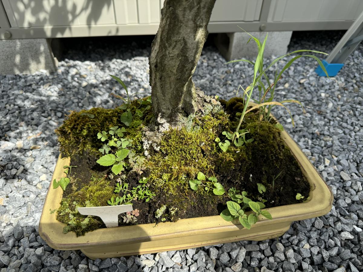 盆栽初心者です。ソロ（イワシデ？）をお迎えしたのですが、...｜園芸 