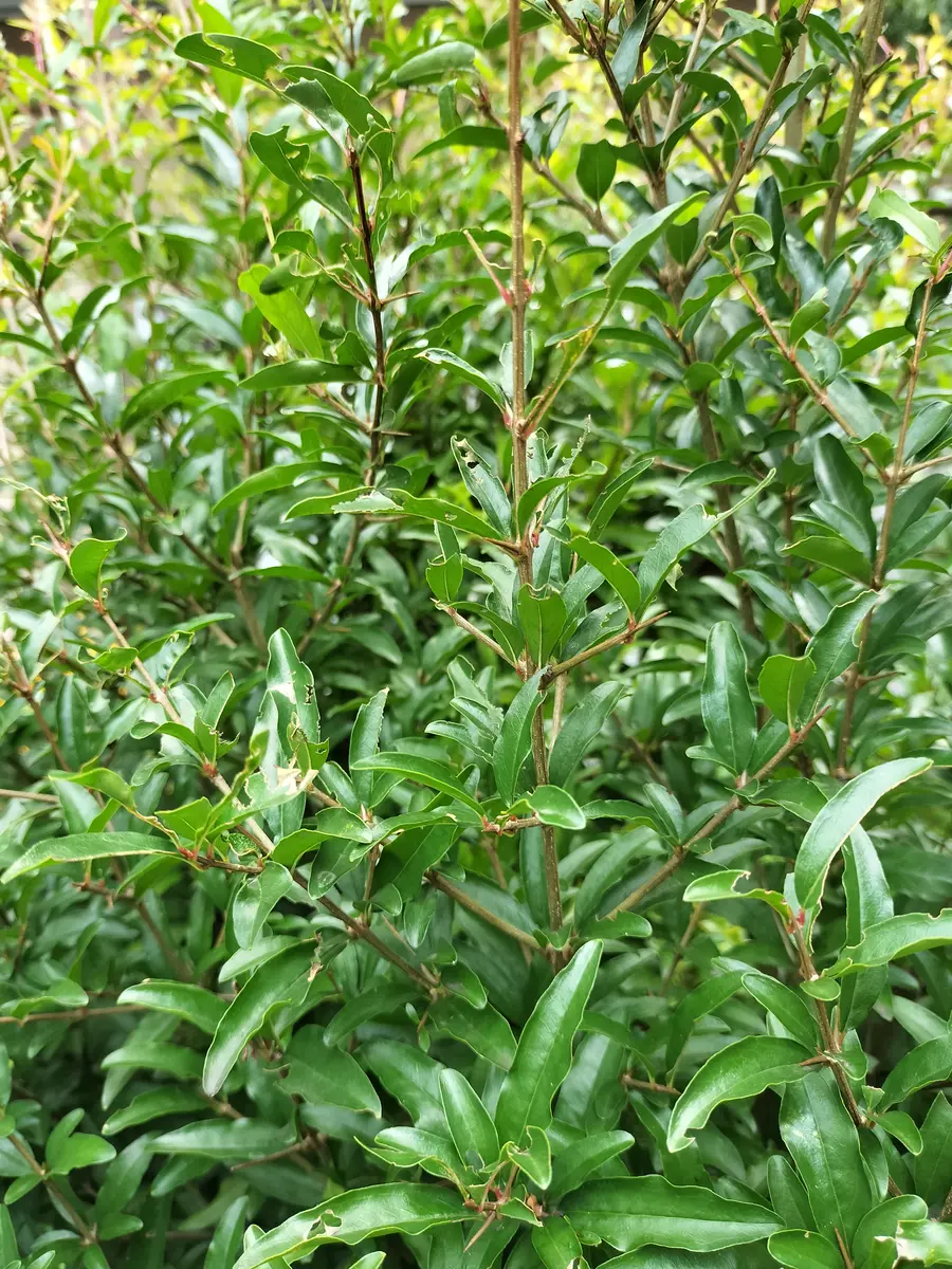 この木は何という木でしょうか？庭に勝手に生えてきて、秋に葉