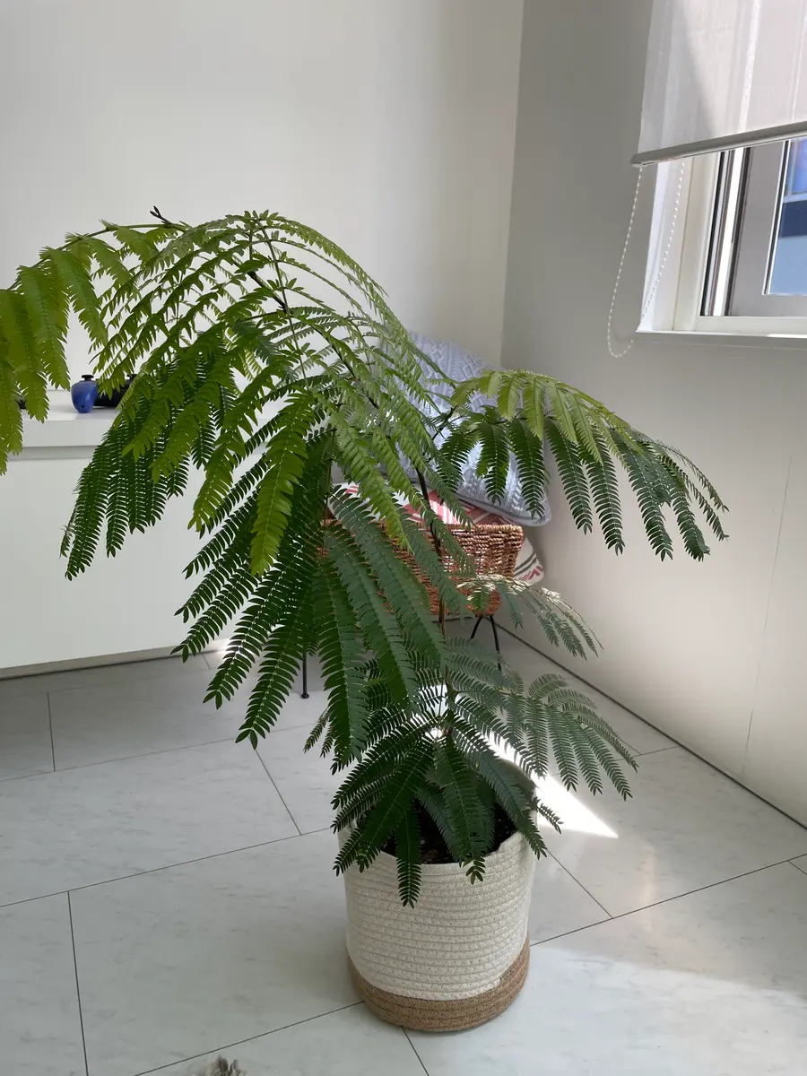 エバーフレッシュ、ポインセチア エバーフレッシュ 7号23-04 の通販