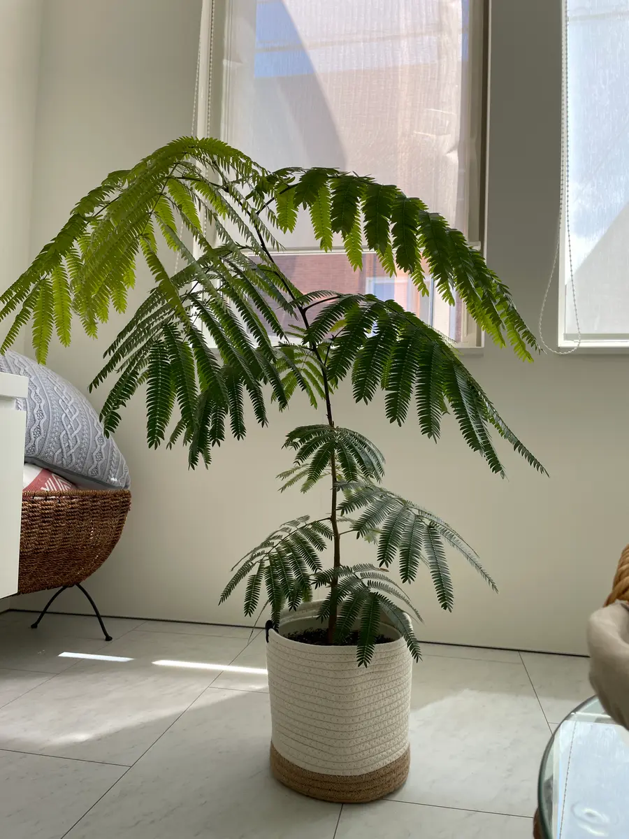 室内の窓際でエバーフレッシュを育てて1年になります。細くひょ