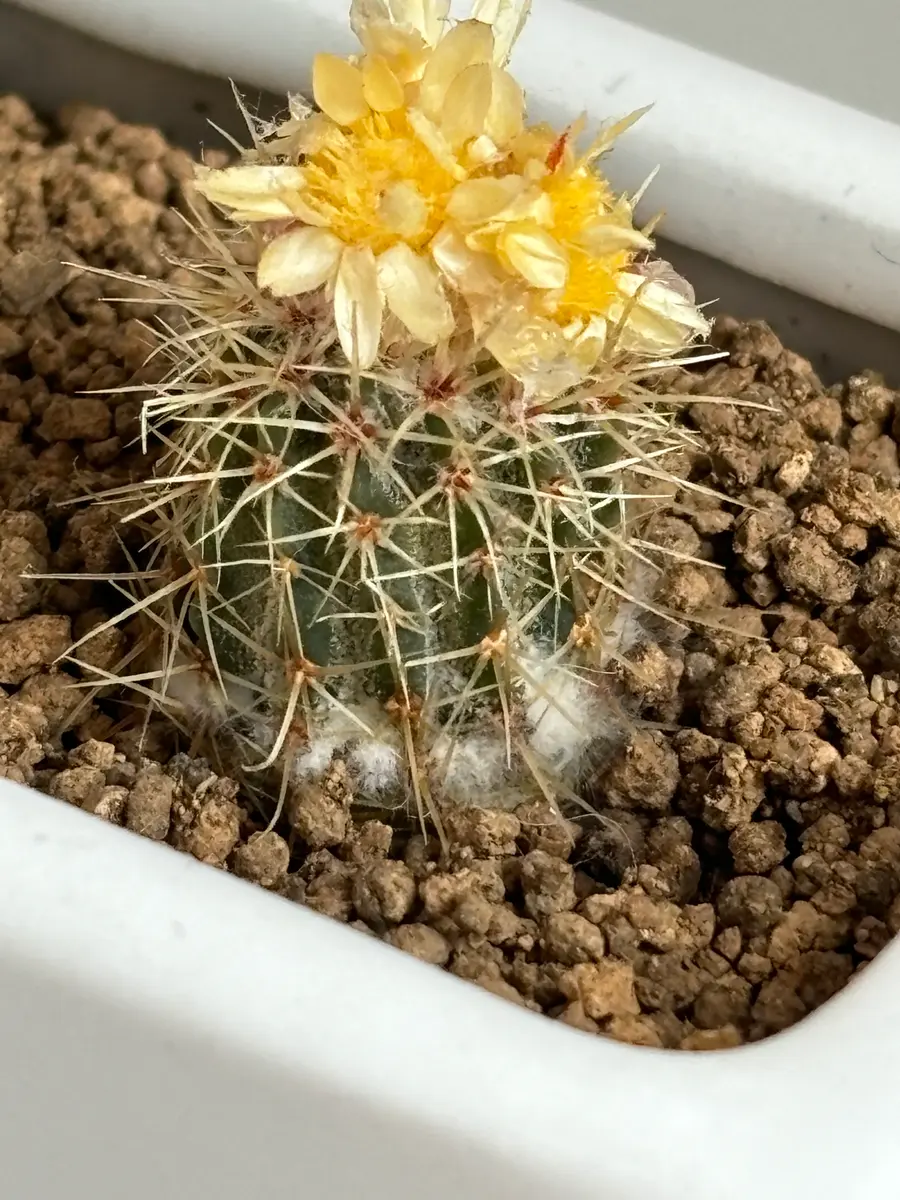 寄せ植えのサボテンのうち、1つの下の方から白いカビのようなも