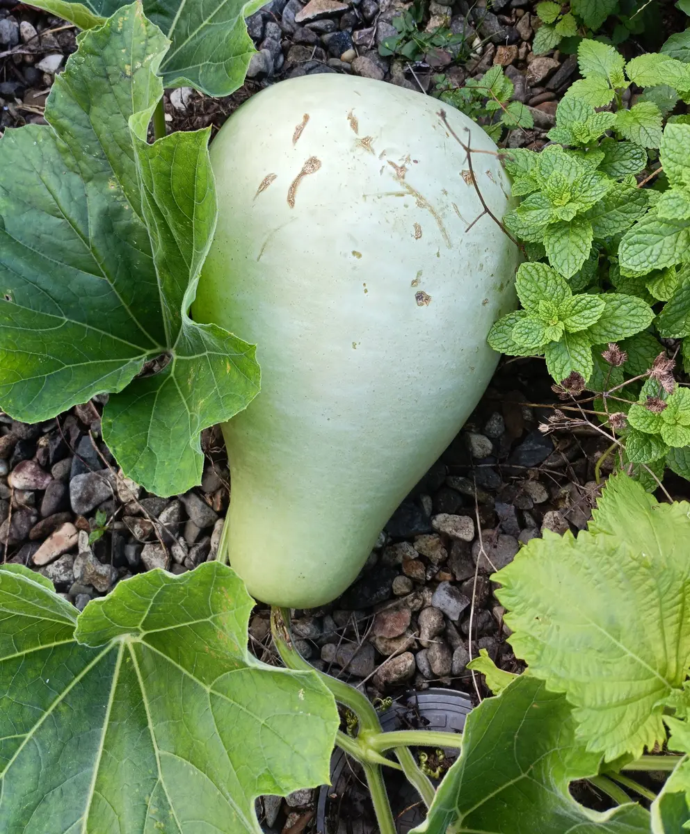 春、小玉スイカの接ぎ木苗を植えたのですが、何かぼちゃか瓜の