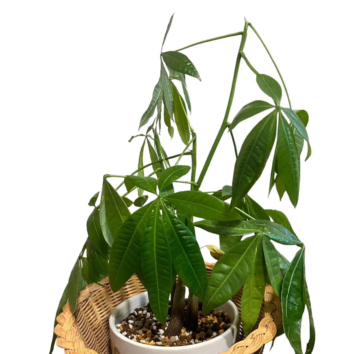 Amazon｜GREEN PLACE パキラ 土を使わない 観葉植物 本物 卓上 ミニ カーボン キューブ鉢｜観葉植物 オンライン通販