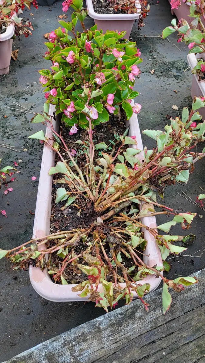 ベゴニアをプランターで育てています。6月まで非常に状態が良｜園芸