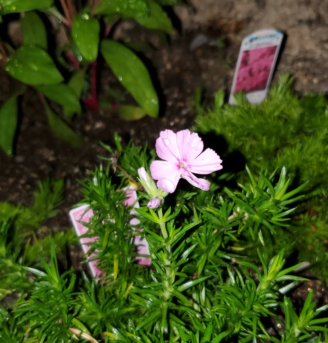 この春職場の庭に芝桜を植えました。少し遅い時期だったので植