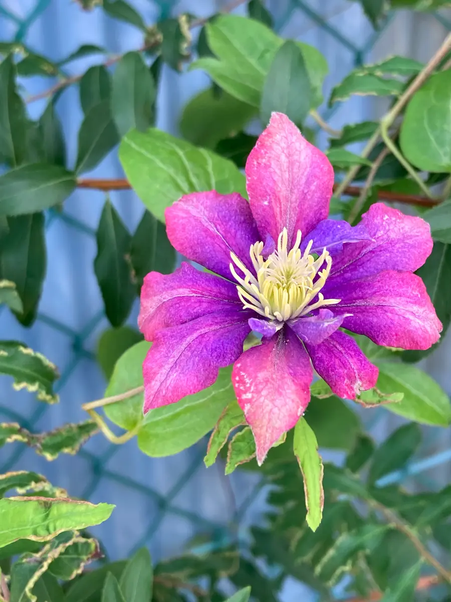 クレマチス　抜き苗　第４種発送　品種不明 クレマチス 品種不明 抜き苗 第4種発送 4号｜豊明卸問屋ドット