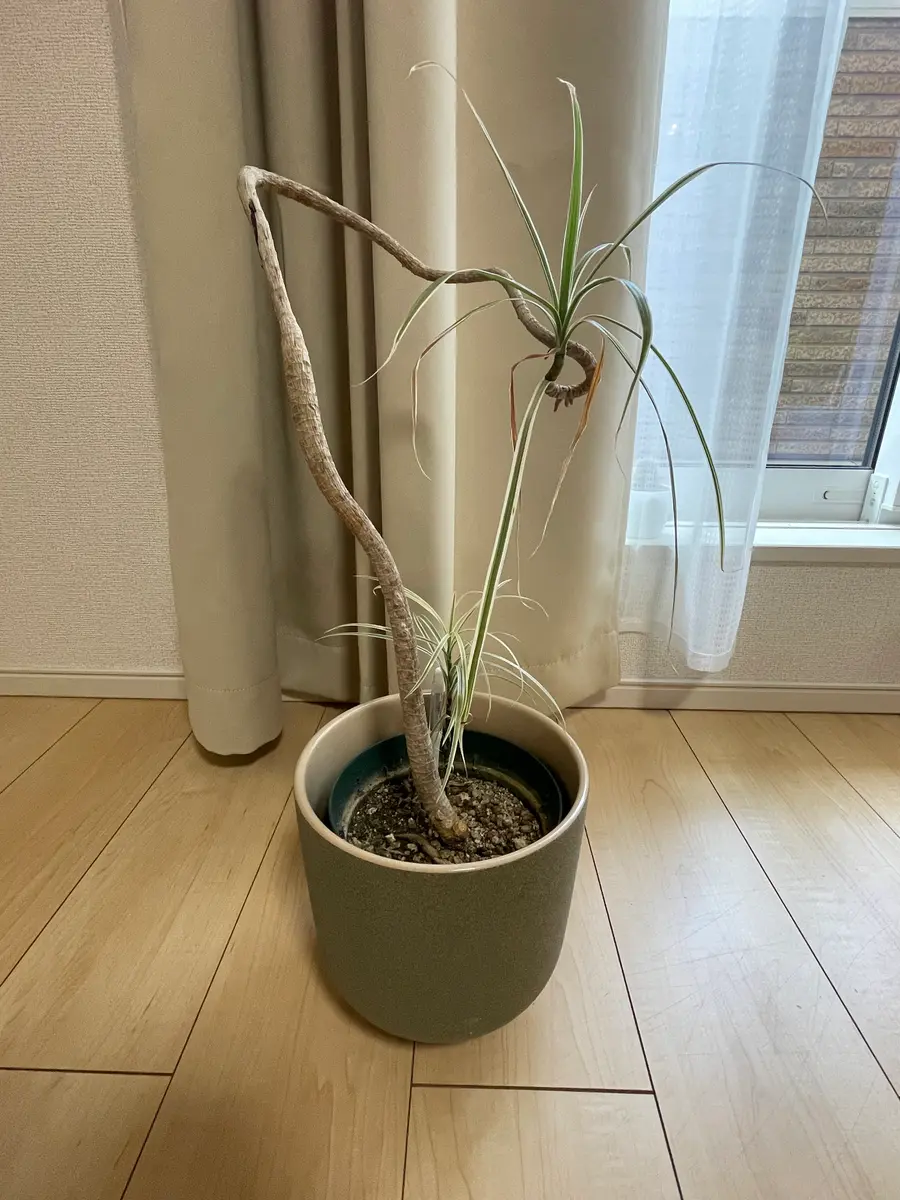 1年ほど前に購入したドラセナコンシンネです。葉の色が先端か｜園芸