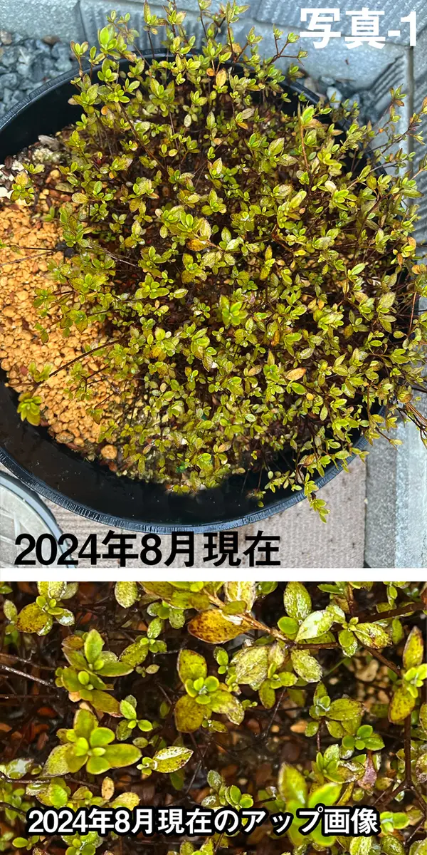 元気のないサツキについて教えてください。（写真-1）2022年に