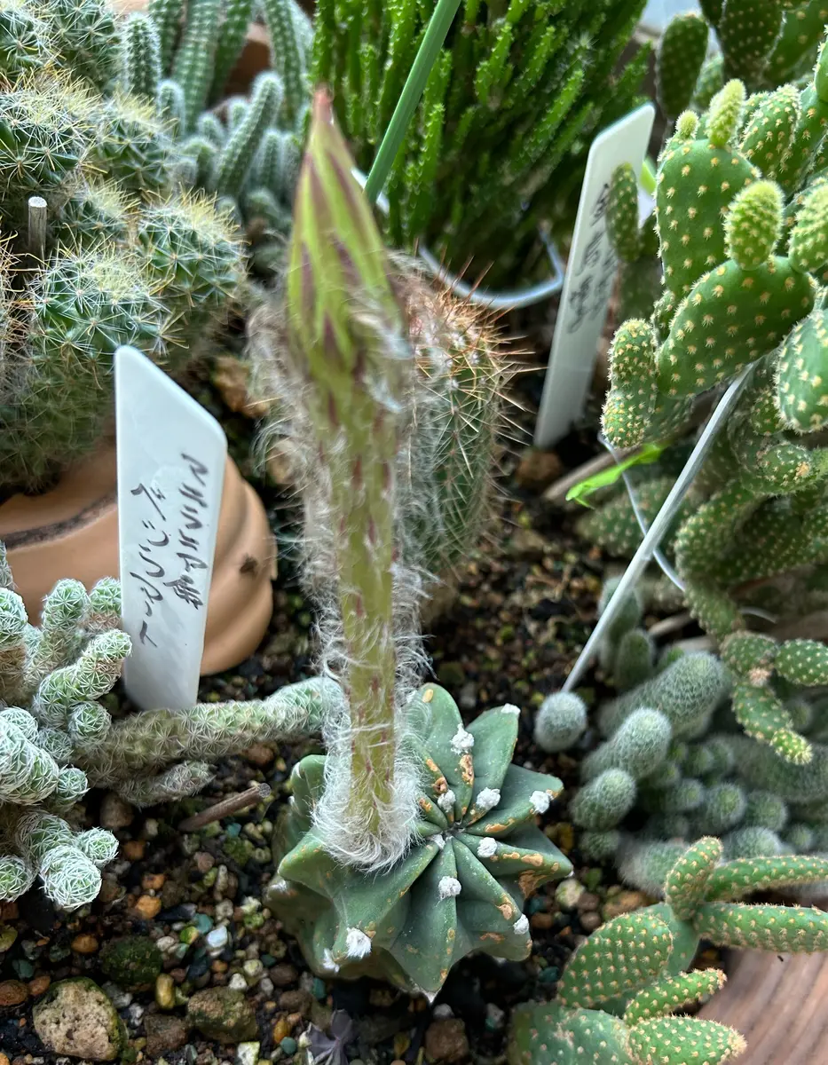 現品.大株】多肉植物 花サボテン 大輪咲 アニト 現品.大株】多肉植物