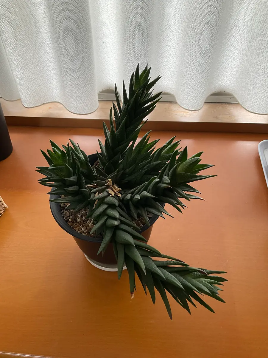 多肉植物を福引で貰って育てています。入手当初の様子が3枚目画