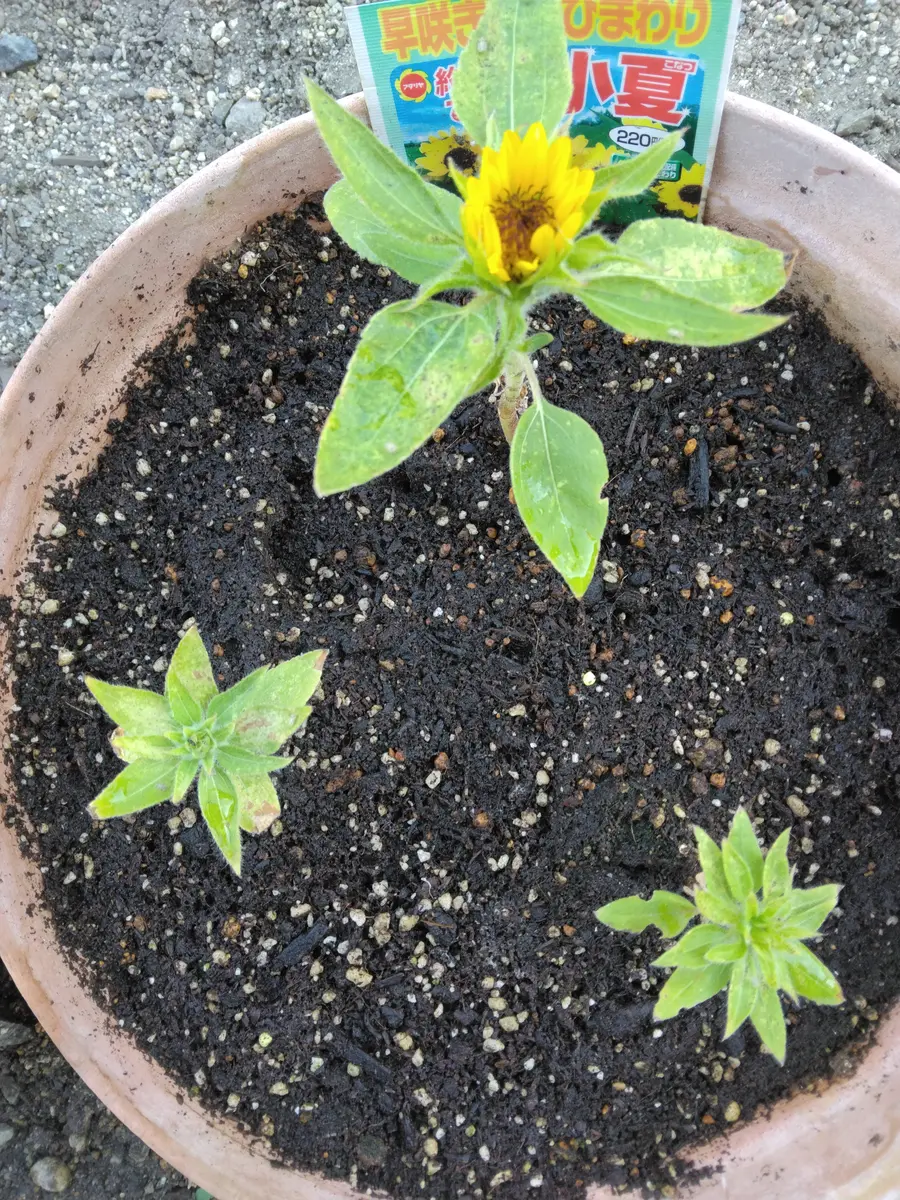 ひまわり小夏の花が、これ以上、開きません。背丈も10センチ位 ひまわり小夏の花が、これ以上、開きません。背丈も10センチ位