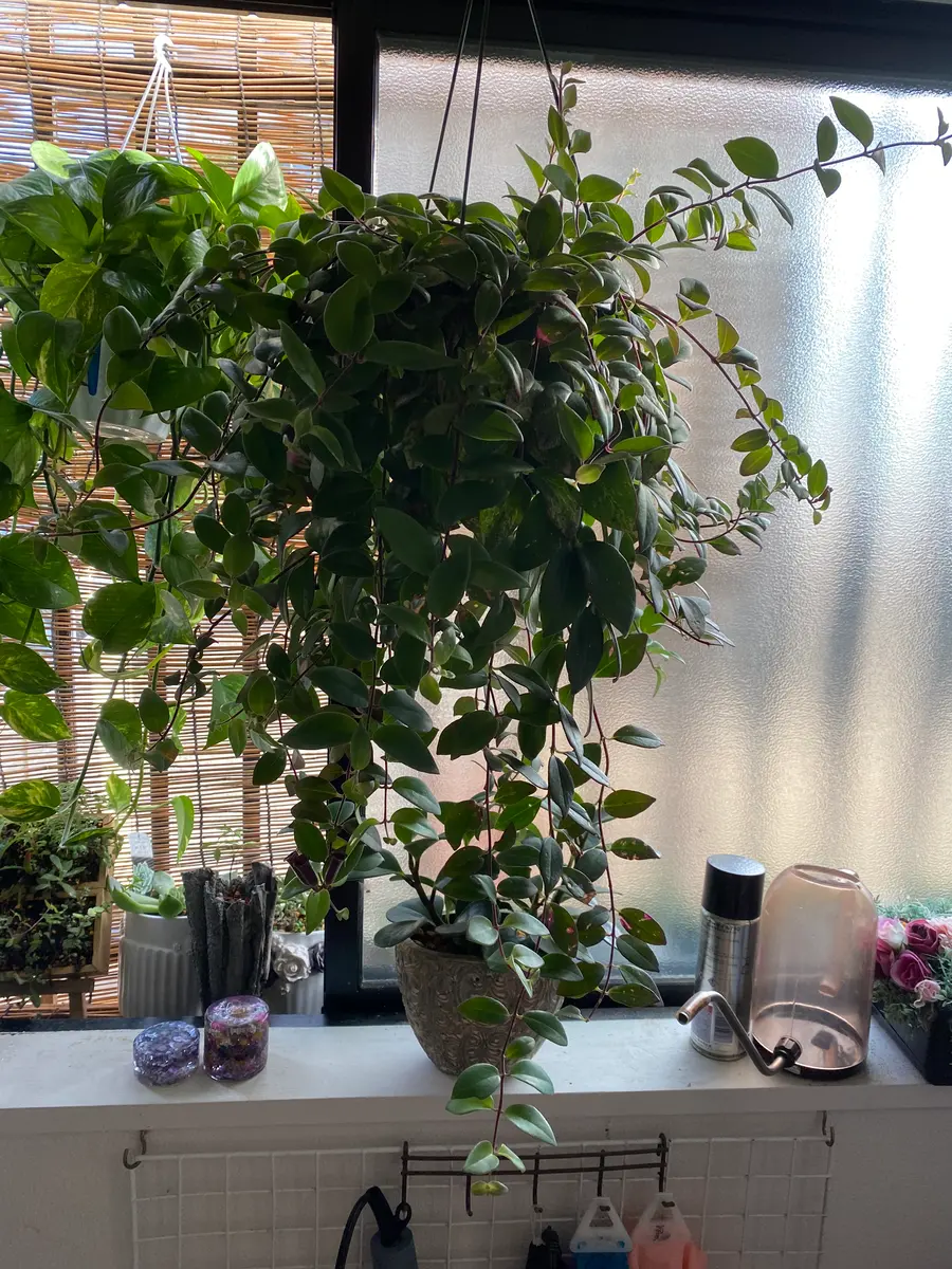 この植物の名前を教えてください。部屋で育ててる観葉植物に｜園芸