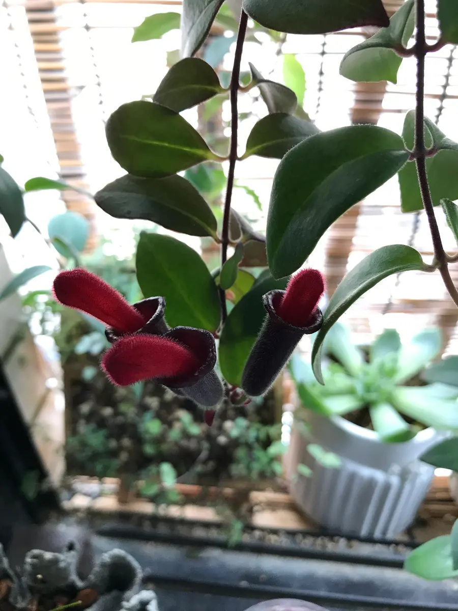 この植物の名前を教えてください。部屋で育ててる観葉植物に｜園芸