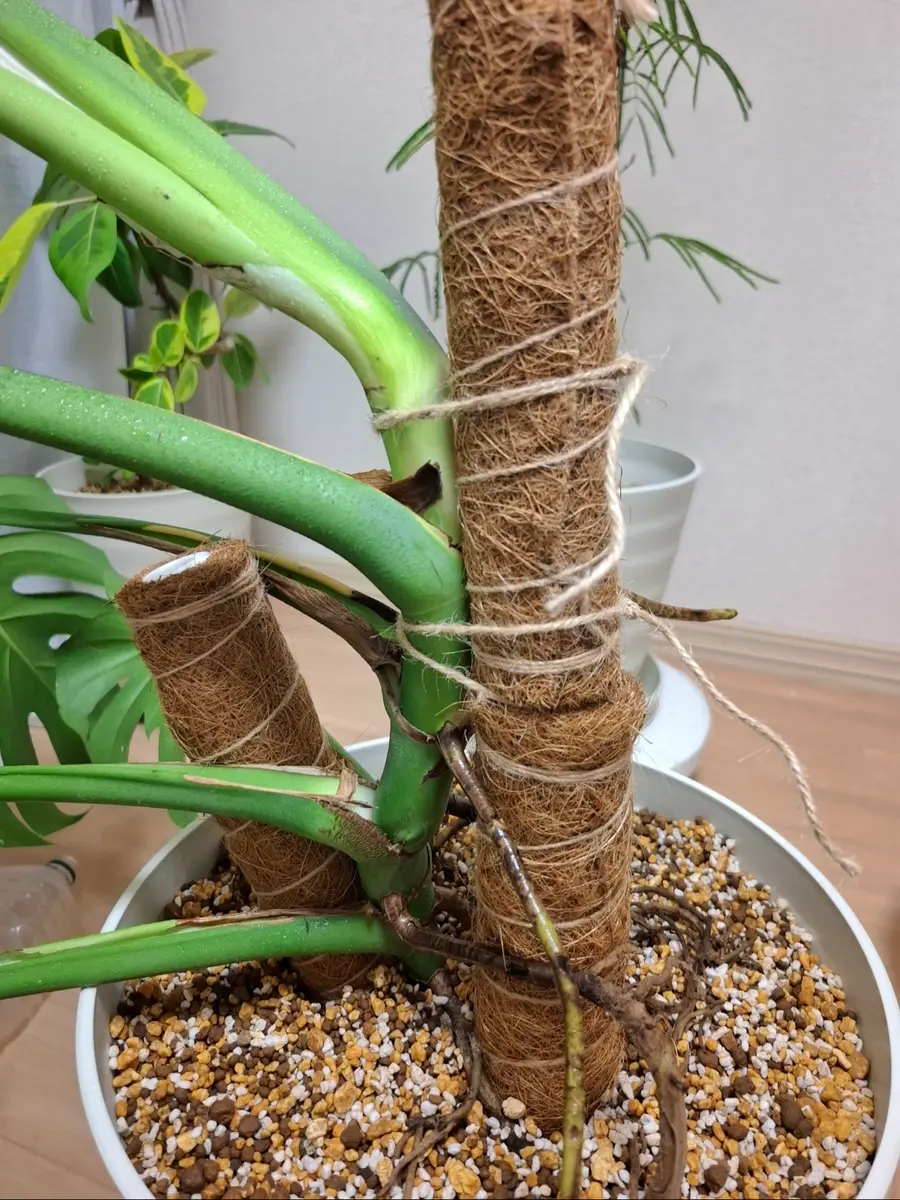 通販サイト一覧 仕立て方について教えて頂きたいです。2株一緒に植えていたモ その他