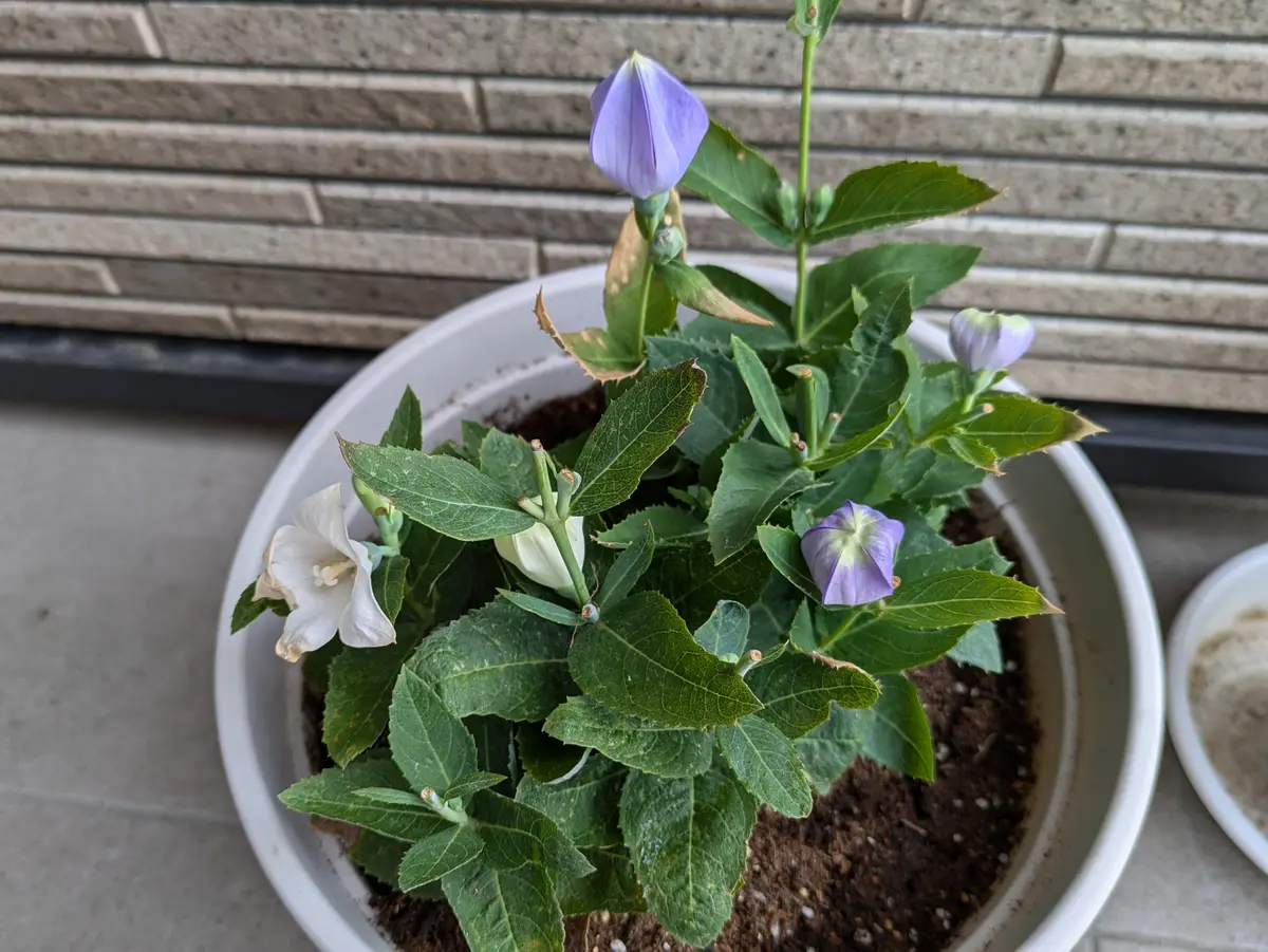 園芸初心者です。矮性品種の桔梗を購入し、7月末に植え替えし｜園芸