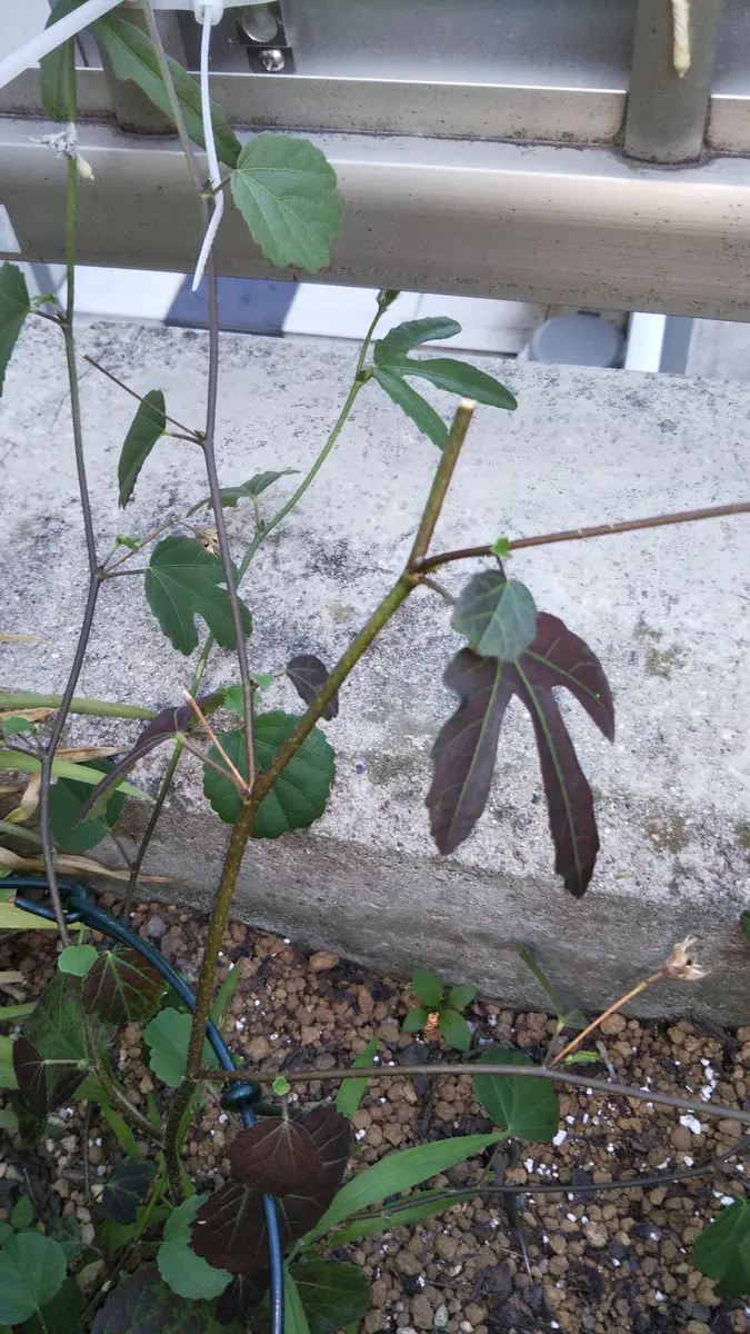 地植えのハイビスカスロバツスの葉っぱが数枚茶色く変色してい