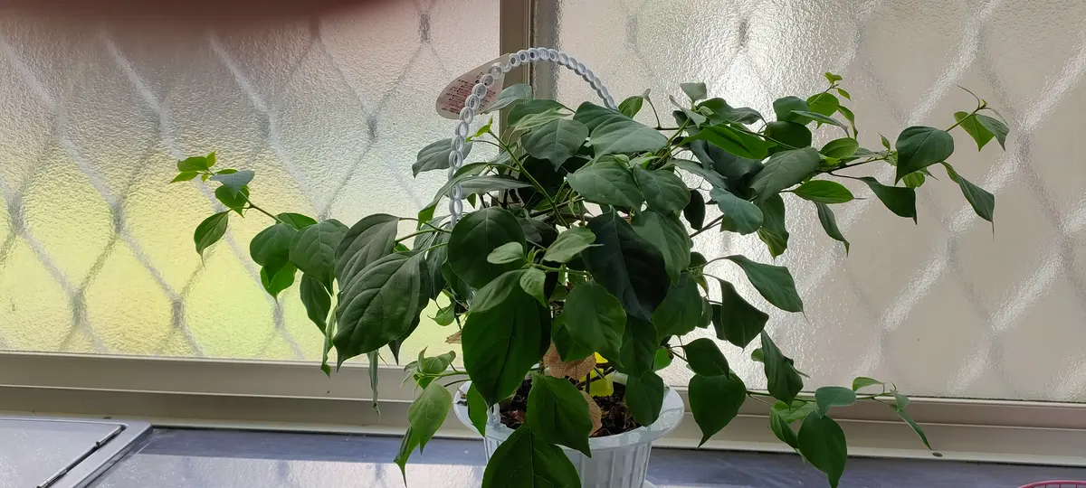 ブーゲンビリア　大株 メキシコの盆栽園にある400年のブーゲンビリア : r/Bonsai